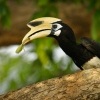 Zoborozec belolici - Anthracoceros albirostris - Oriental Pied-Hornbill 5123